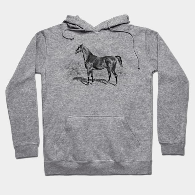 Pure Breed Horse Illustration Hoodie by Biophilia